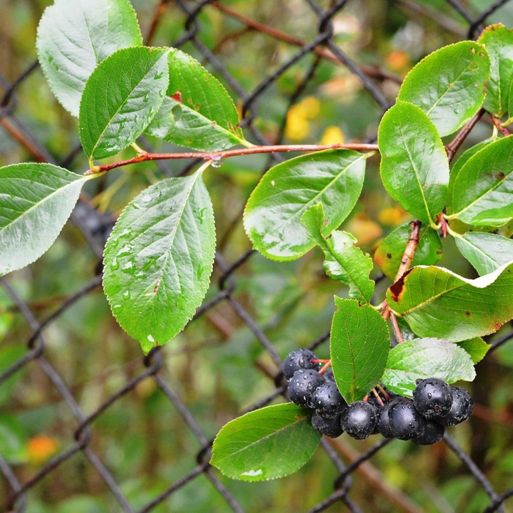 Aronia melanocarpa - Aronia