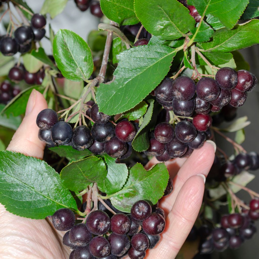 Aronia melanocarpa - Aronia