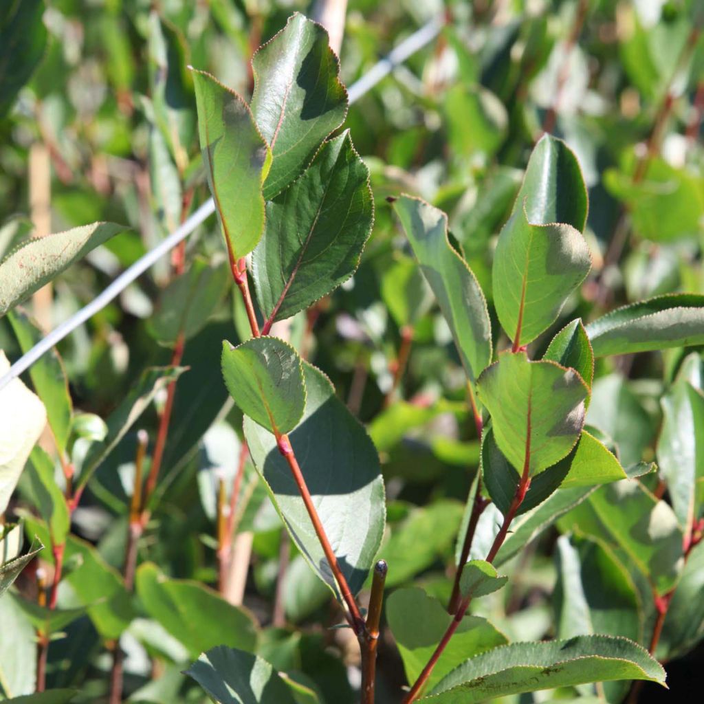 Aronia melanocarpa Autumn Magic - Aronia