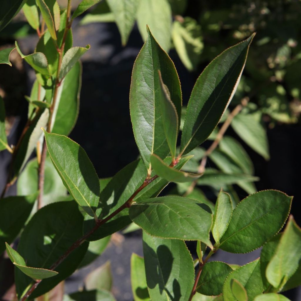 Aronia melanocarpa Hugin - Aronia nera