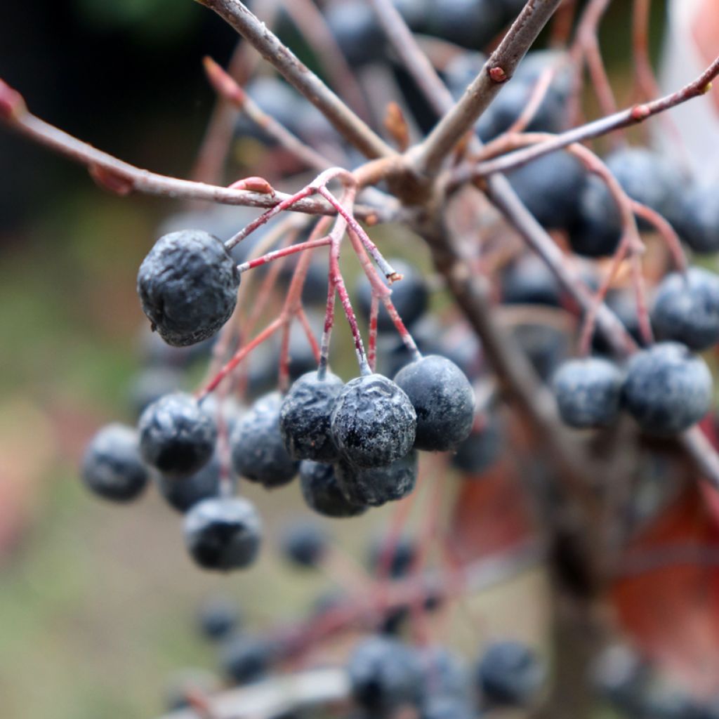 Aronia melanocarpa Hugin - Aronia nera