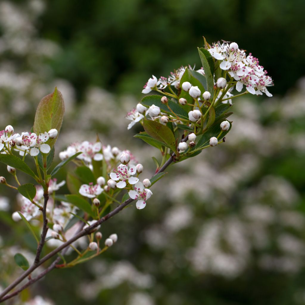 Aronia melanocarpa Hugin - Aronia nera