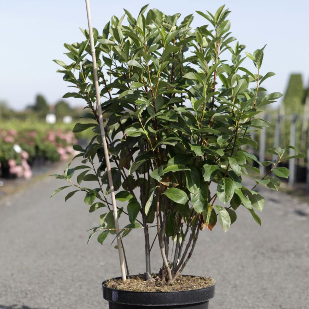 Aronia melanocarpa Professor Ed - Aronia nera