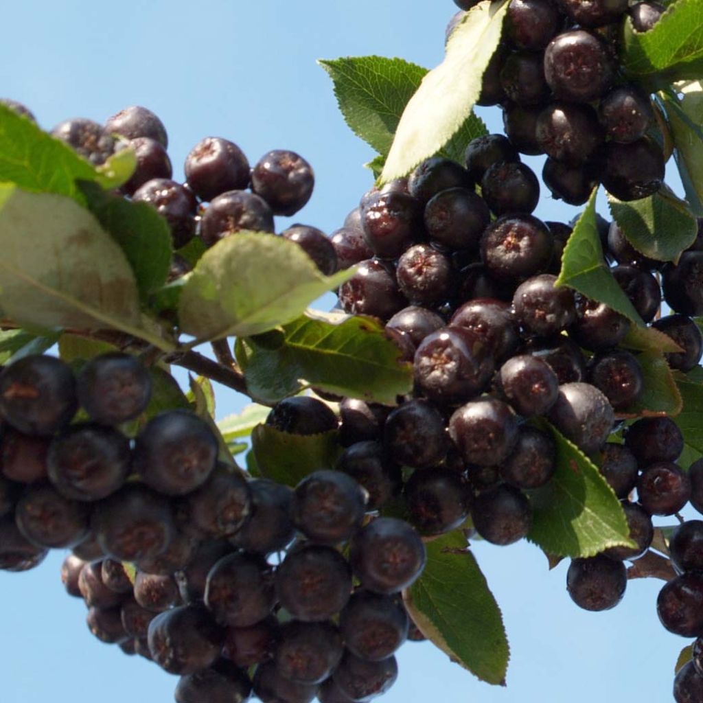 Aronia x prunifolia Nero - Aronia