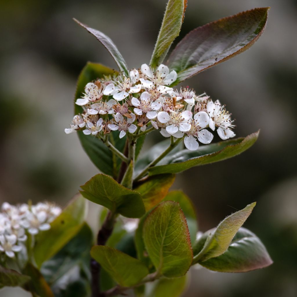 Aronia x prunifolia Viking - Aronia