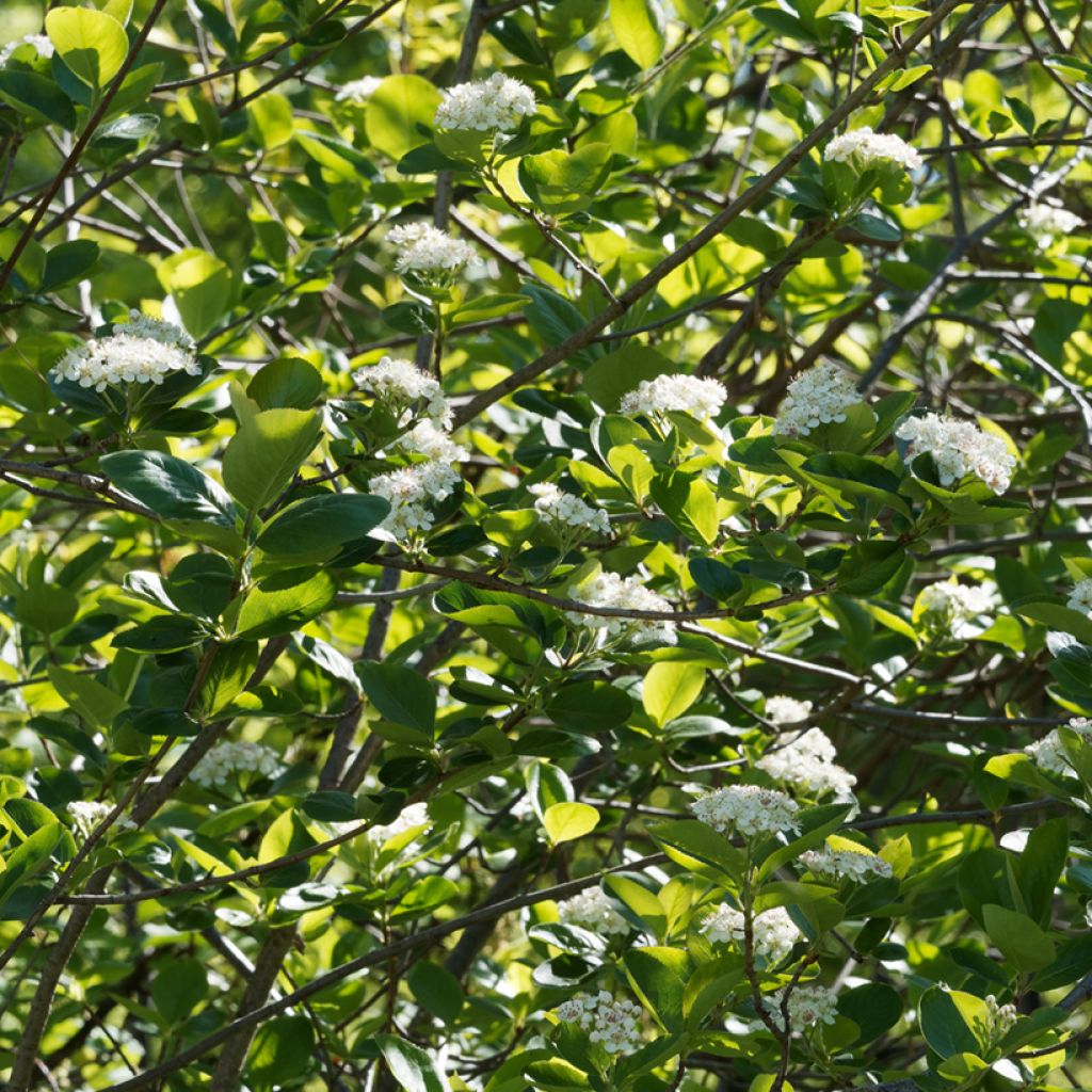 Aronia x prunifolia Viking - Aronia