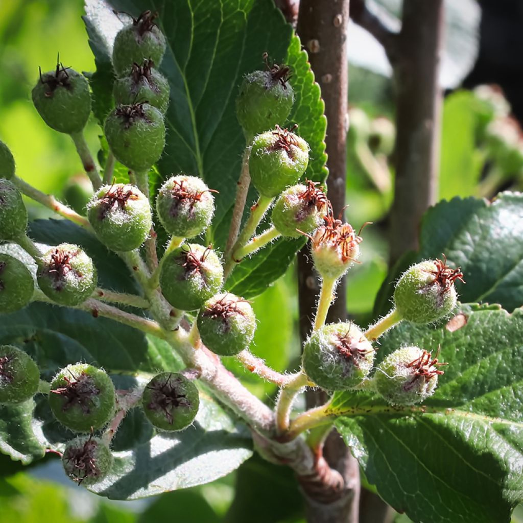 Aronia x prunifolia Viking - Aronia