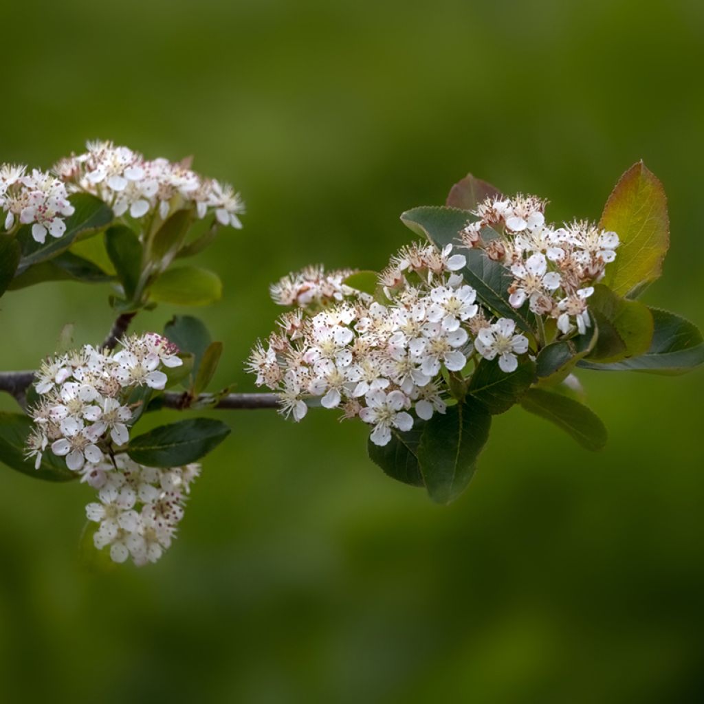 Aronia x prunifolia Viking - Aronia