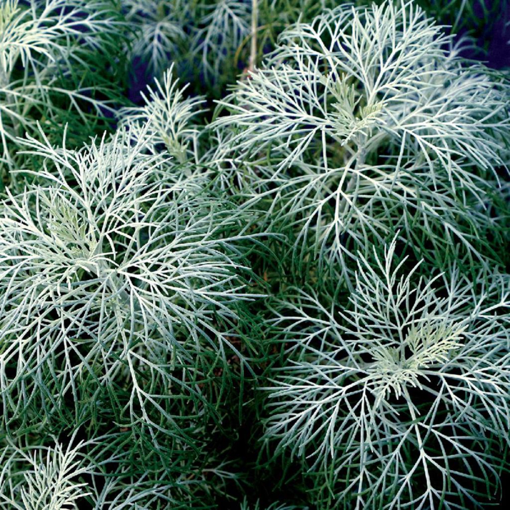 Artemisia mauiensis Makana Silver