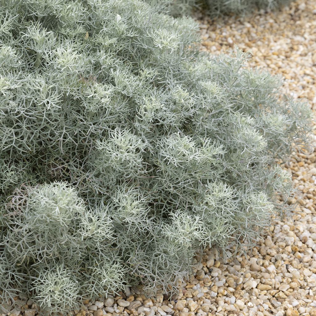 Artemisia alba Canescens - Assenzio maschio