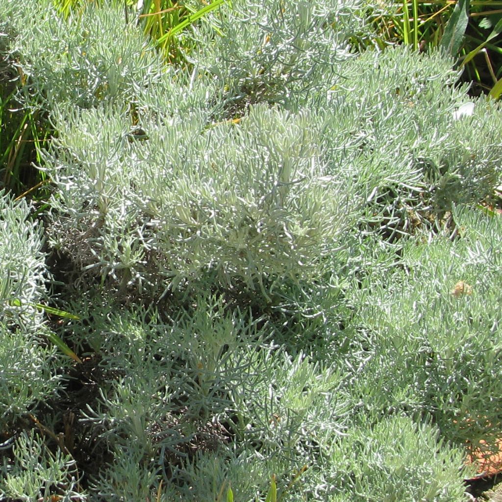 Artemisia alba Canescens - Armoise argentée