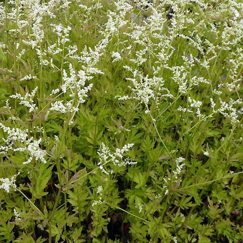 Artemisia lactiflora Jim Russel