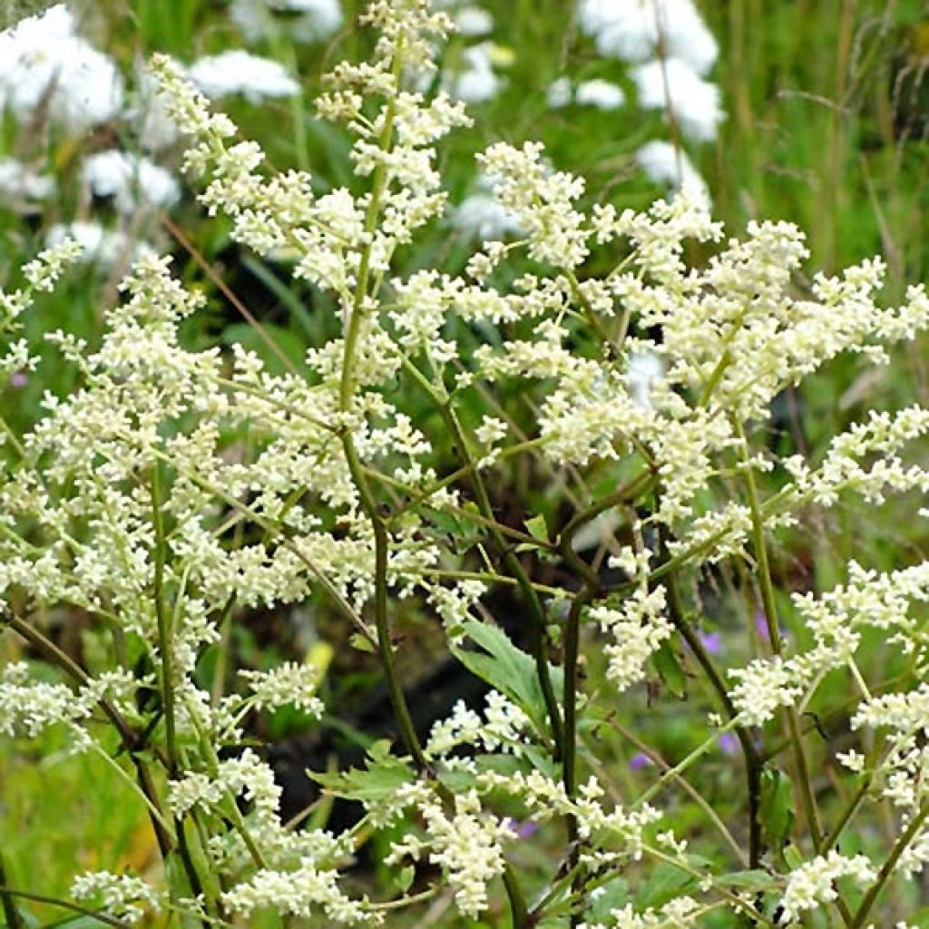 Artemisia lactiflora Jim Russel