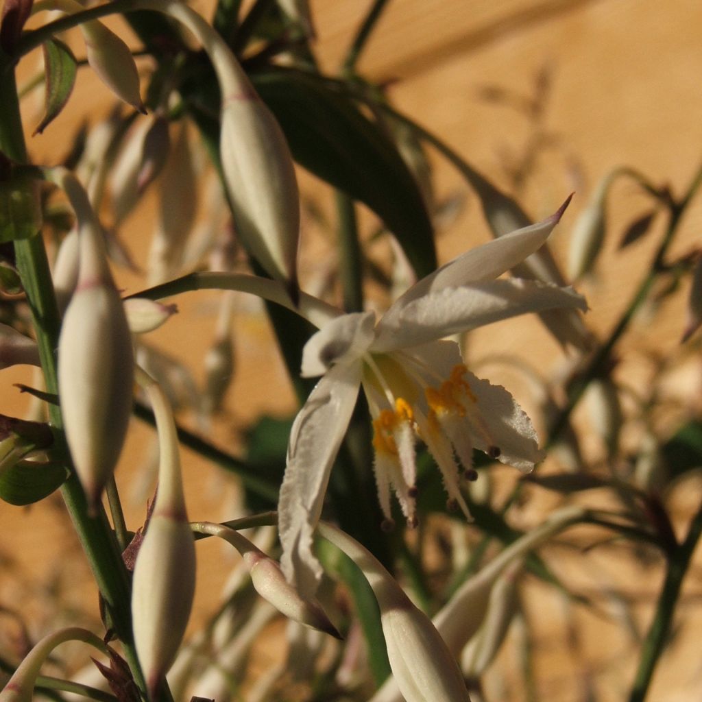 Arthropodium cirratum Matapouri Bay