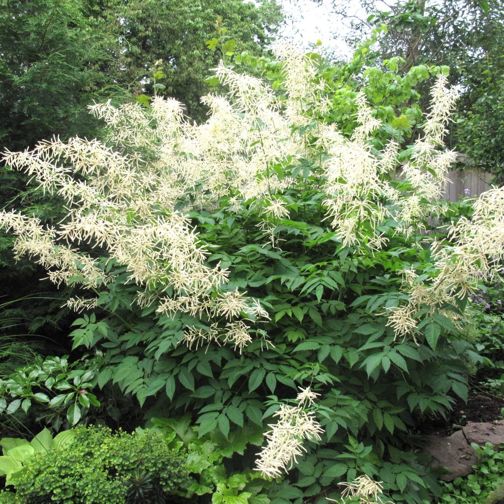 Aruncus sinensis Zweiweltenkind - Barbe de Bouc