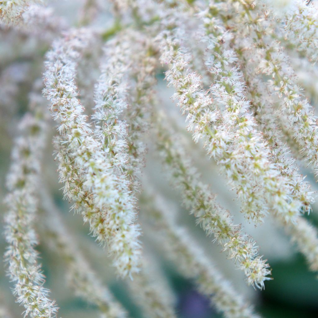 Aruncus sinensis Zweiweltenkind - Barba di capra