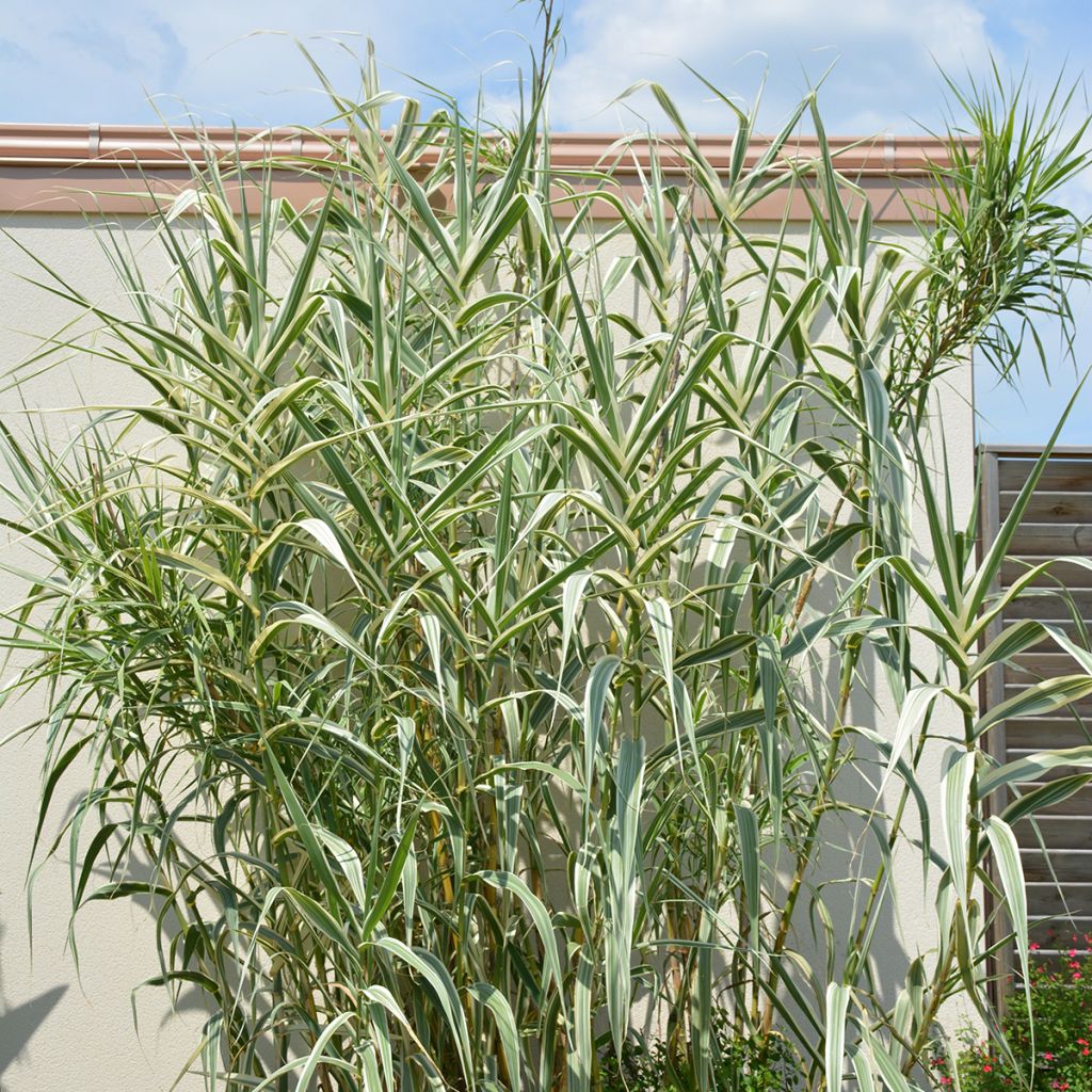 Arundo donax Ely - Canne de Provence