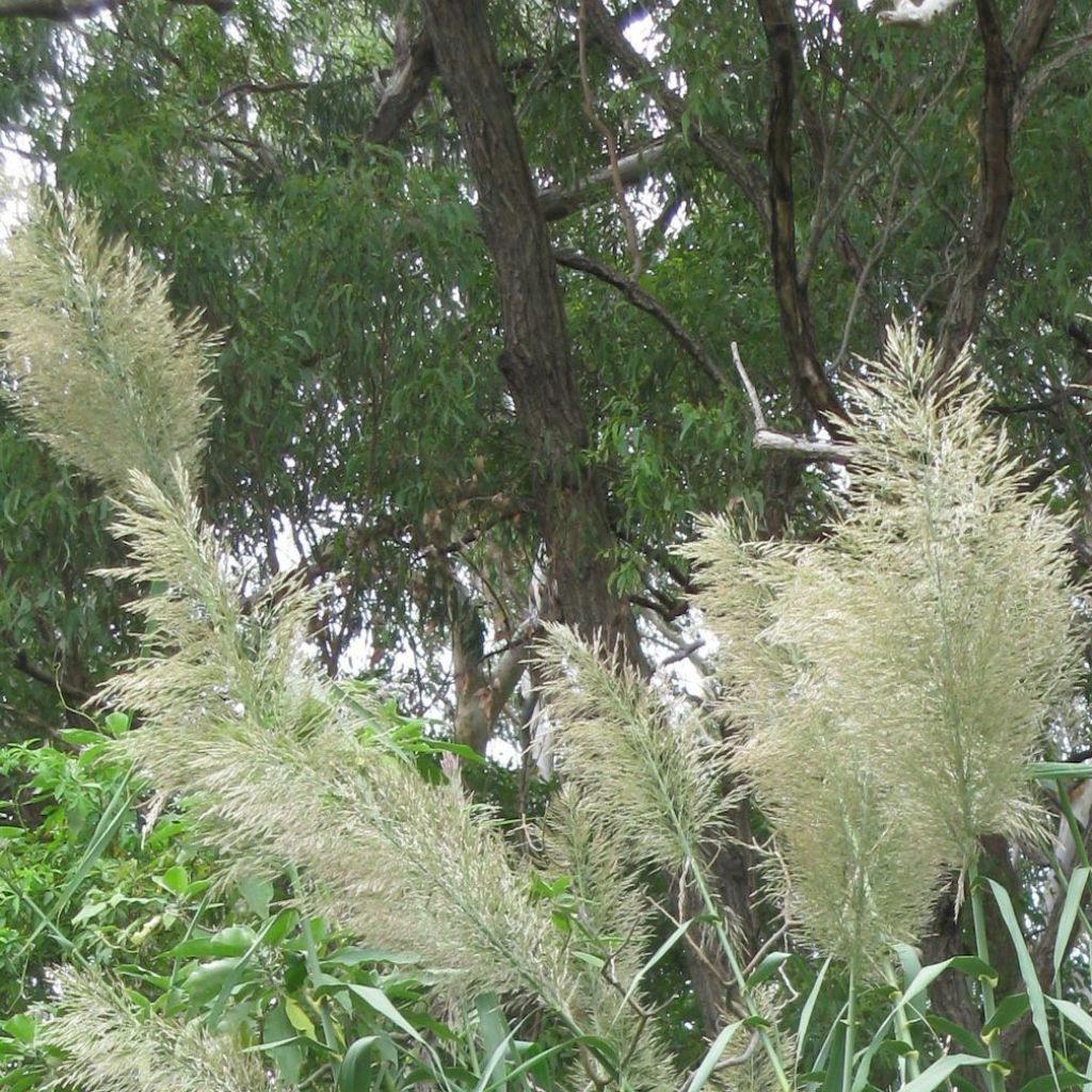 Arundo donax Versicolor - Canne de Provence