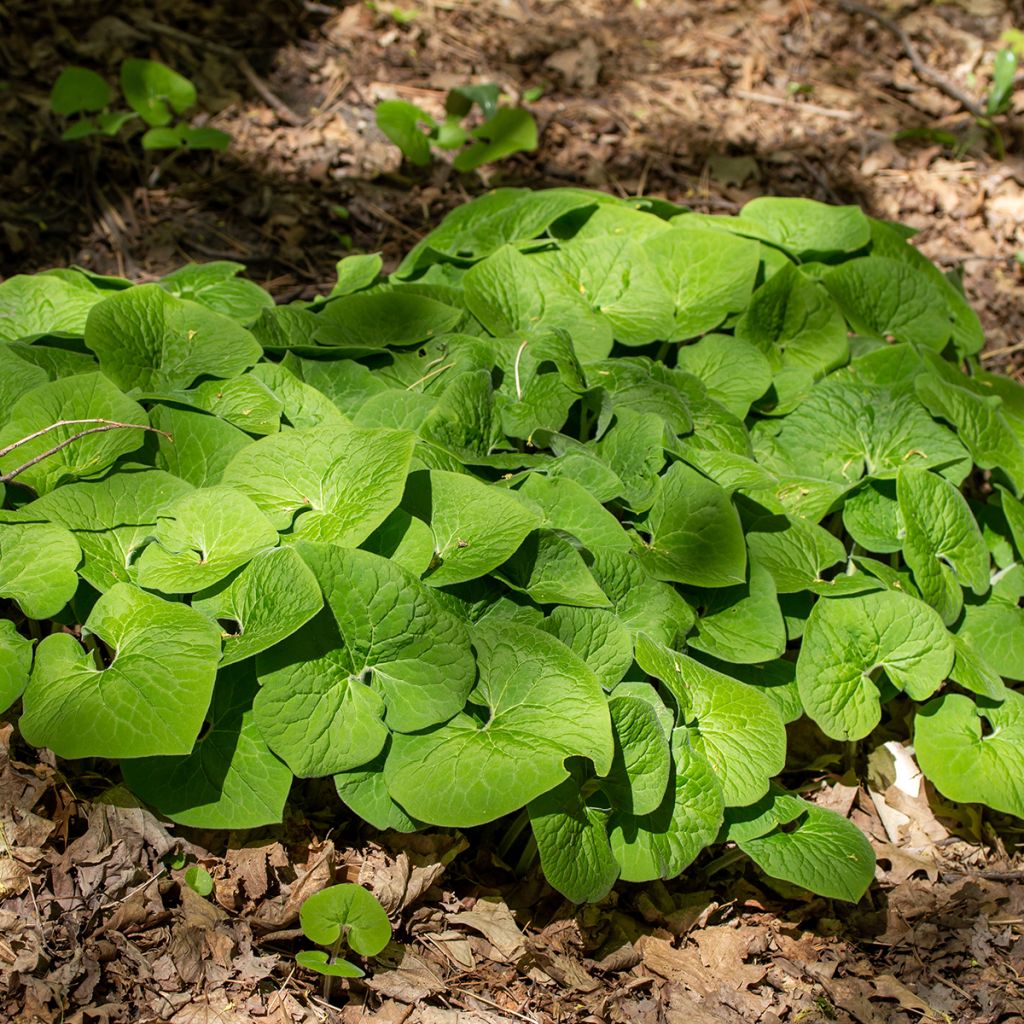 Asarum canadense - Asaro del Canadà