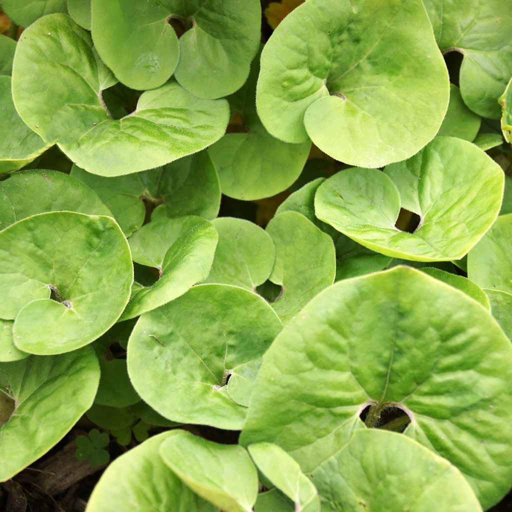 Asarum canadense - Asaro del Canadà