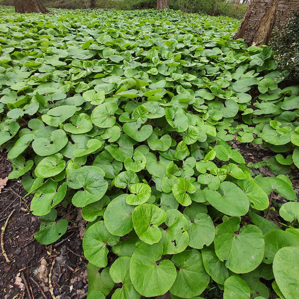 Asarum canadense - Asaro del Canadà