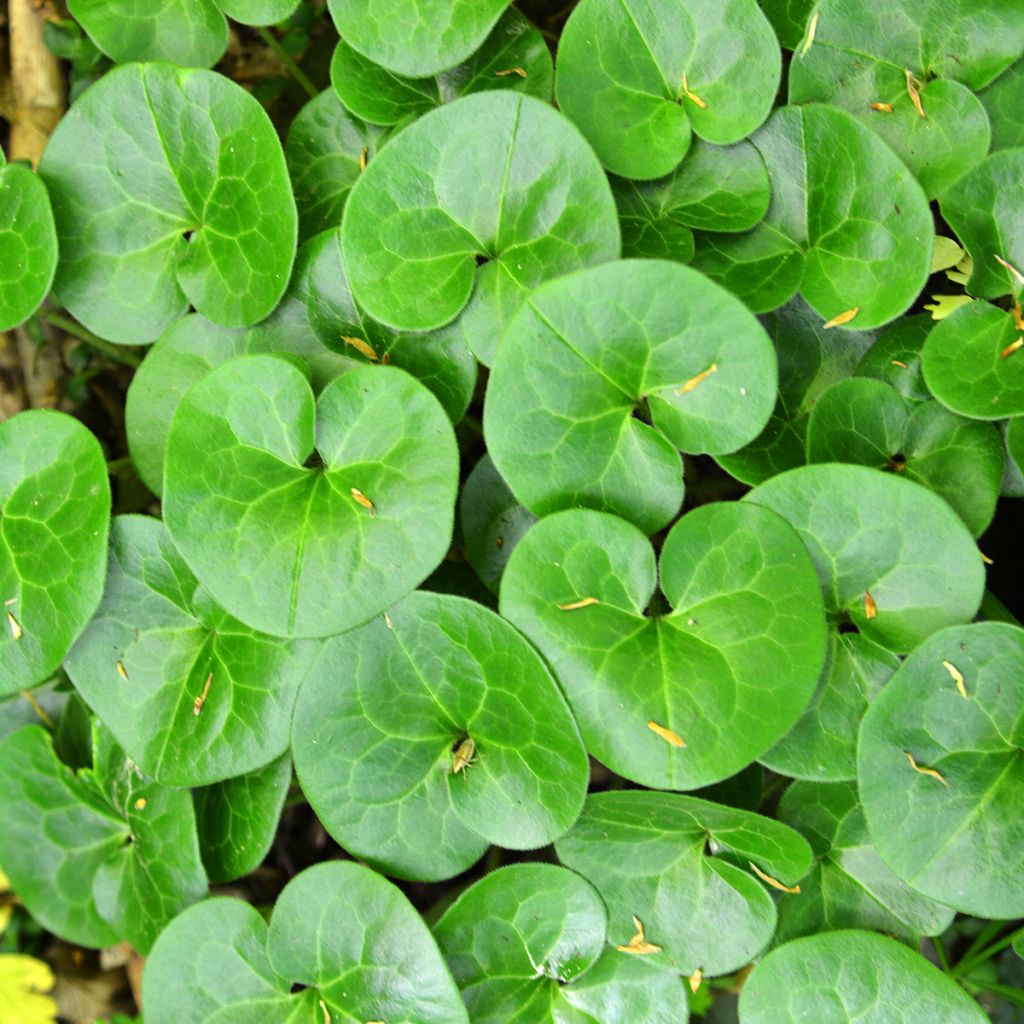 Asarum europaeum - Baccaro comune