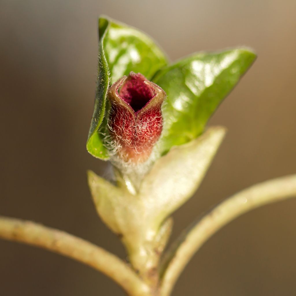 Asarum europaeum - Baccaro comune