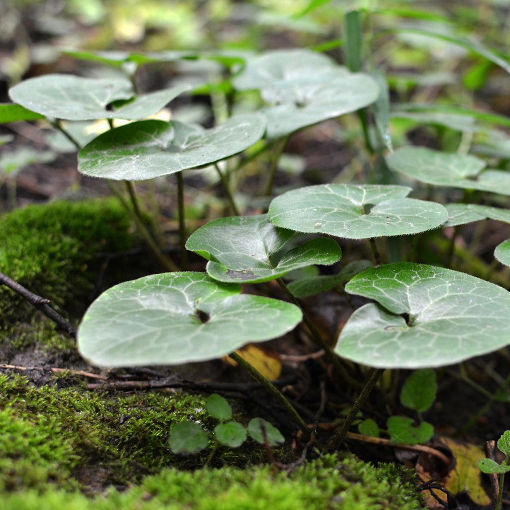 Asarum europaeum - Baccaro comune