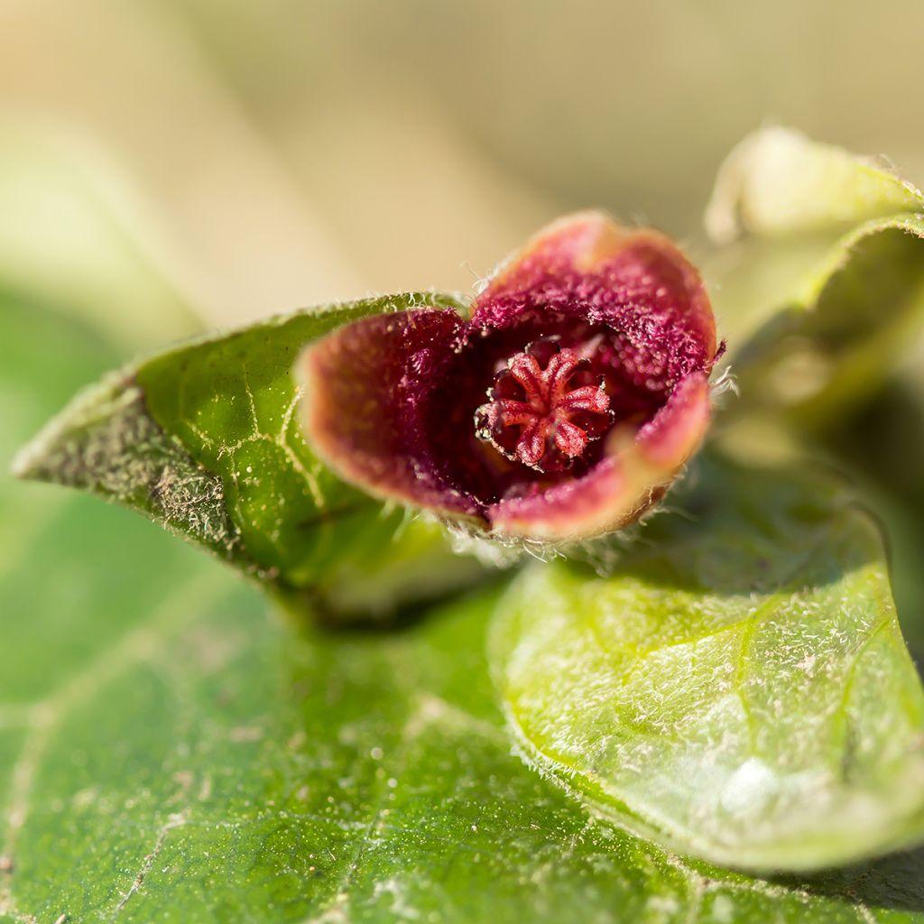 Asarum europaeum - Baccaro comune