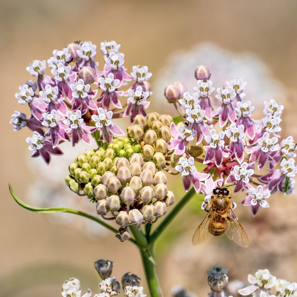 Asclepias fascicularis