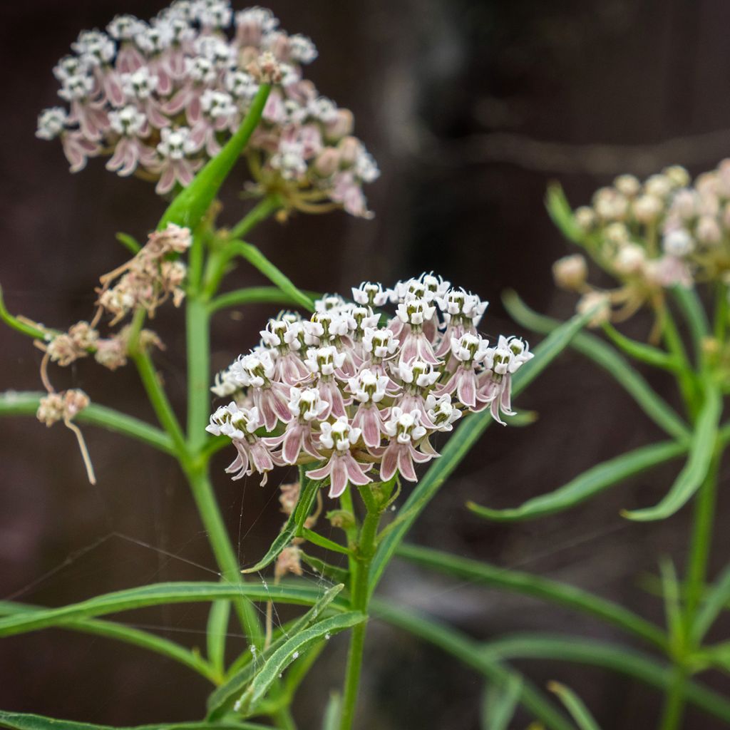 Asclepias fascicularis