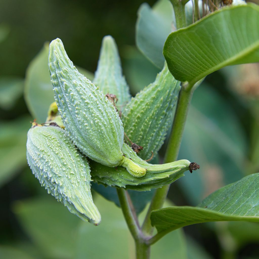 Asclepias speciosa