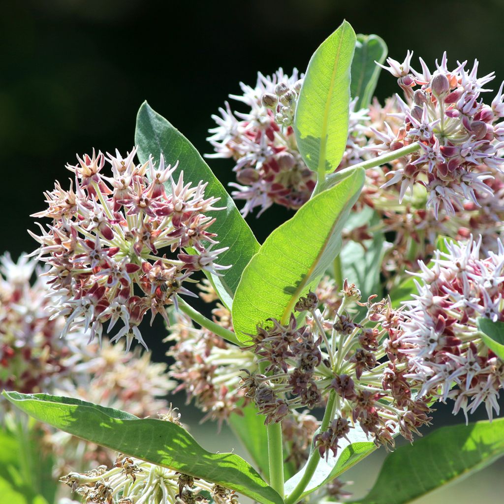 Asclepias speciosa