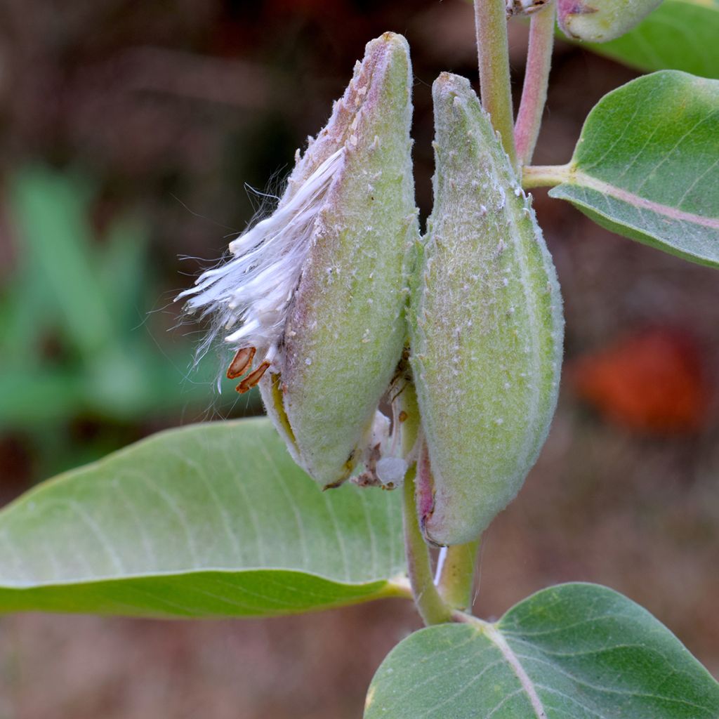 Asclepias speciosa