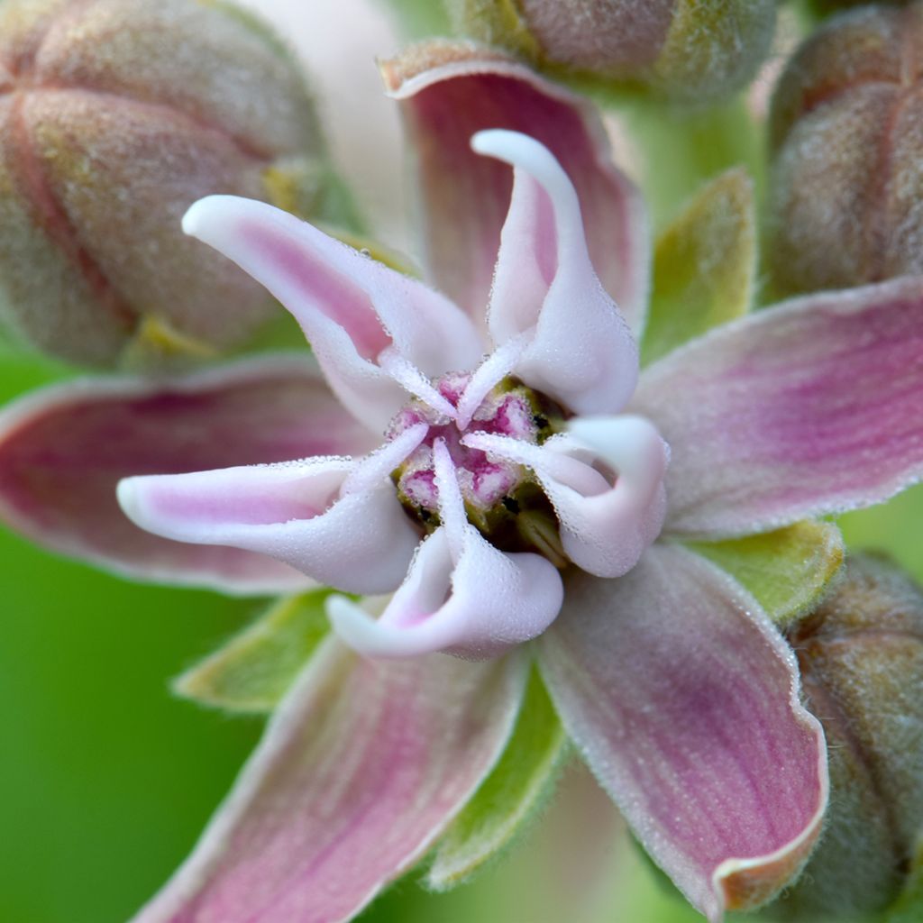 Asclepias speciosa