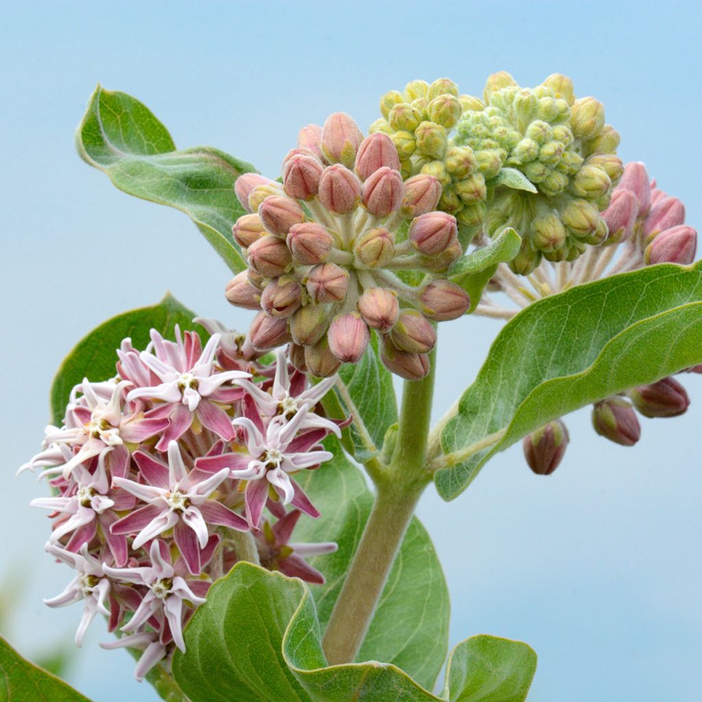 Asclepias speciosa