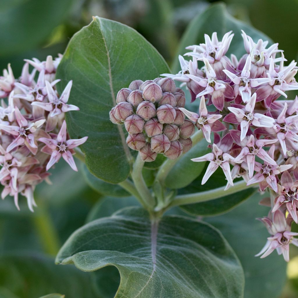 Asclepias speciosa