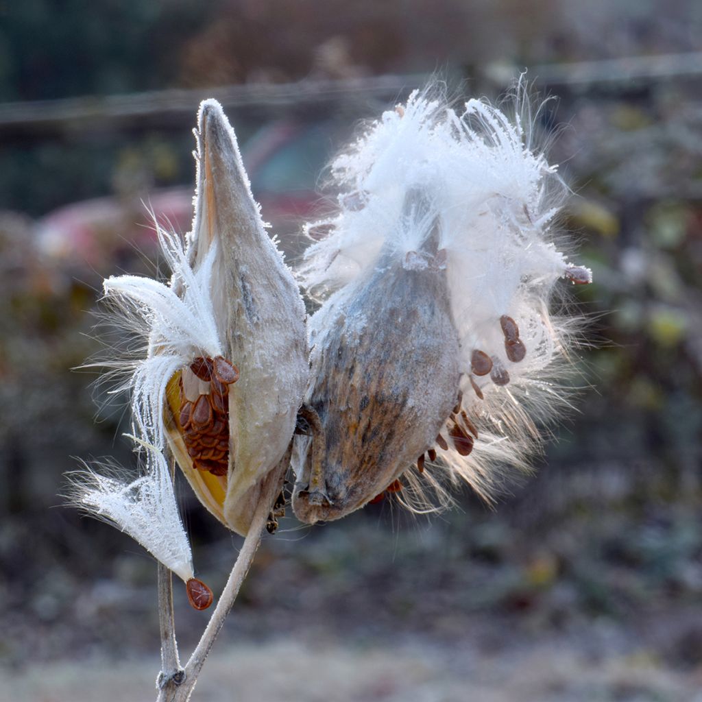 Asclepias speciosa