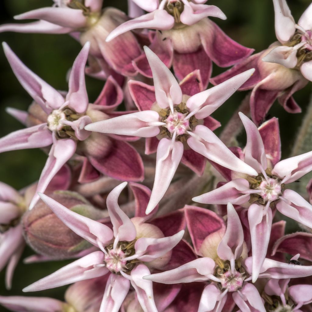 Asclepias speciosa