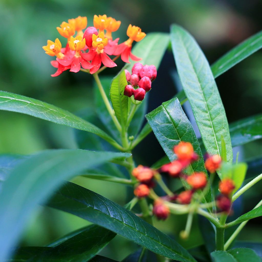 Asclepias curassavica - Asclepiade di Cuaraçao