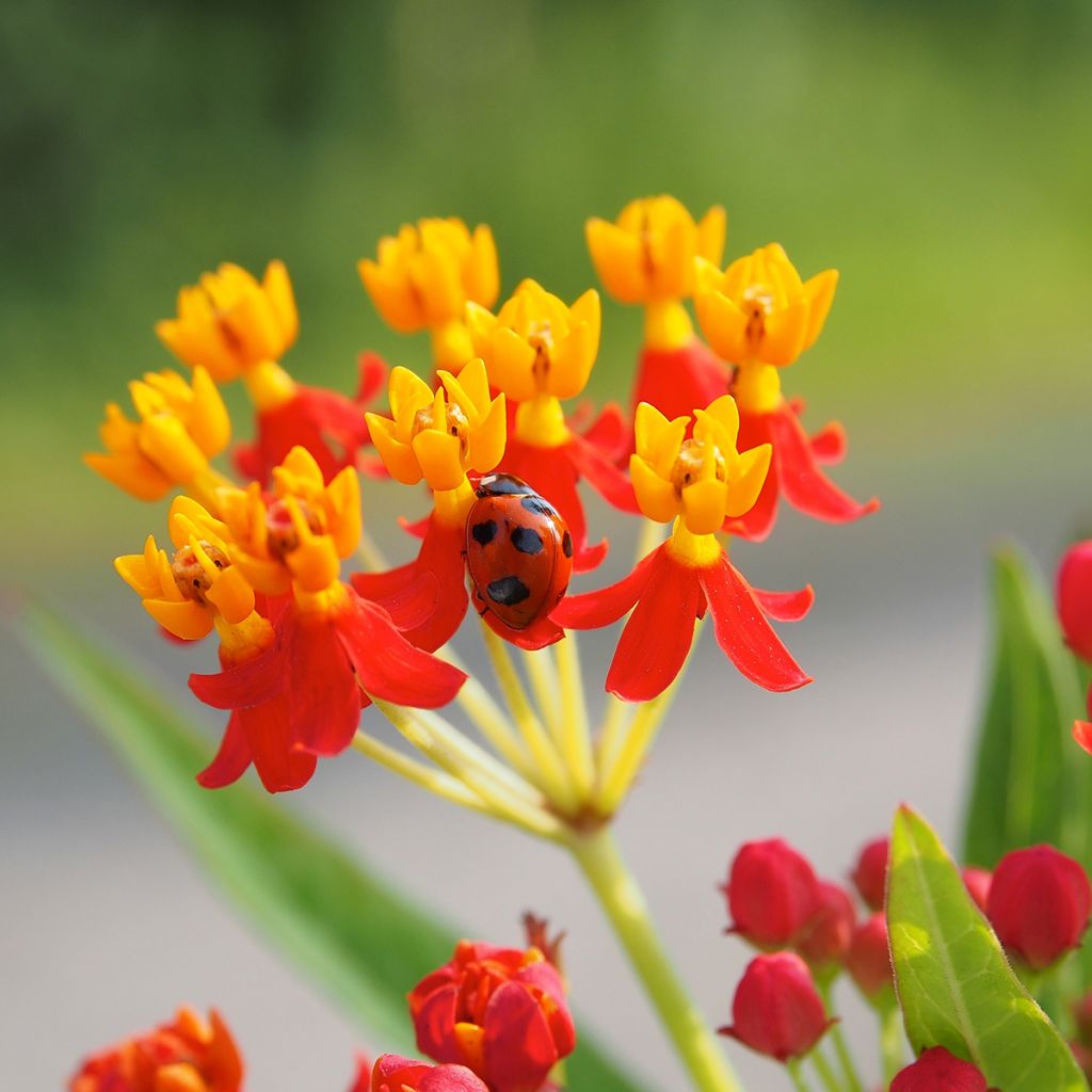 Asclepias curassavica - Asclepiade di Cuaraçao