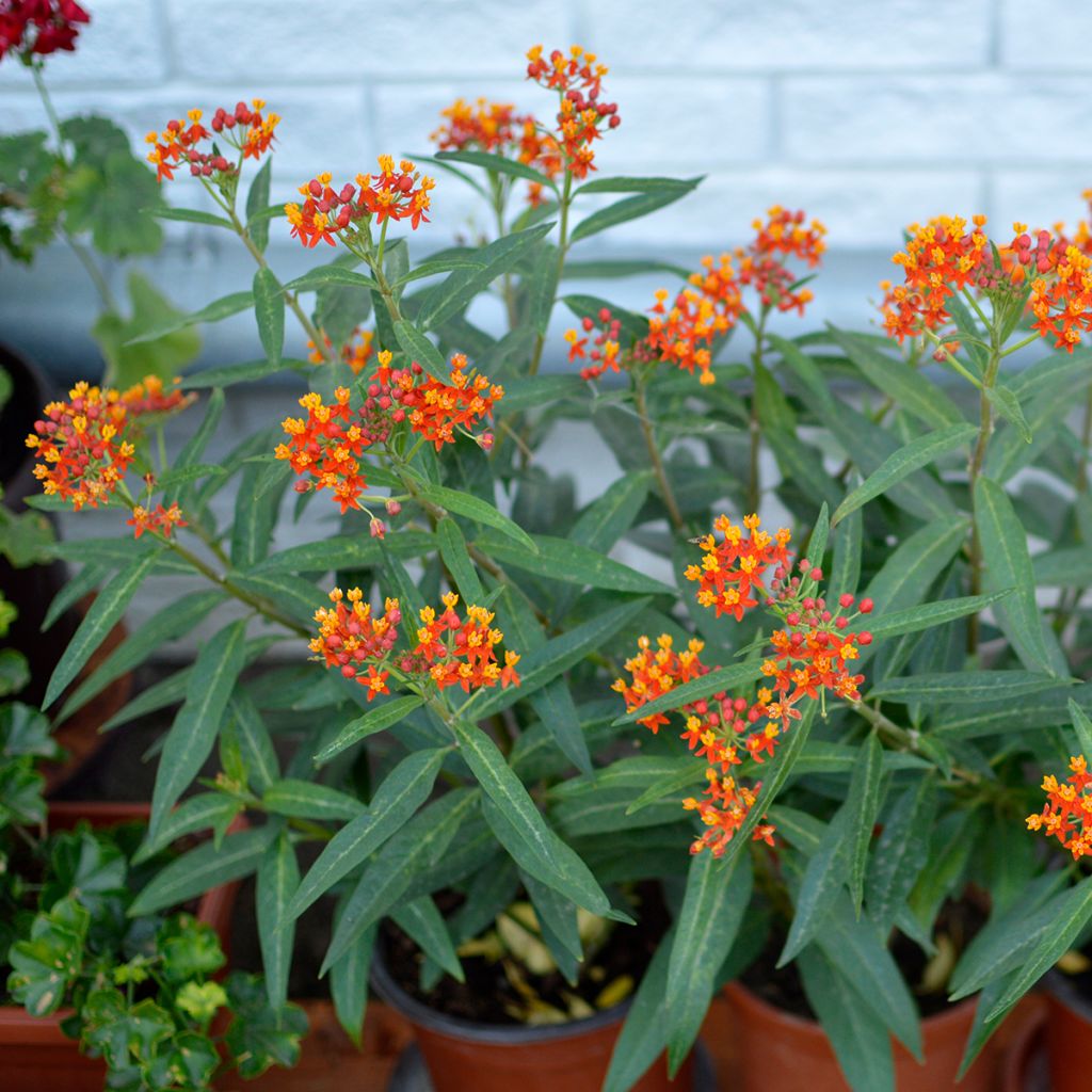 Asclepias curassavica - Asclepiade di Cuaraçao