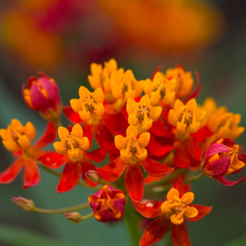 Asclépiade, Asclepias curassavica