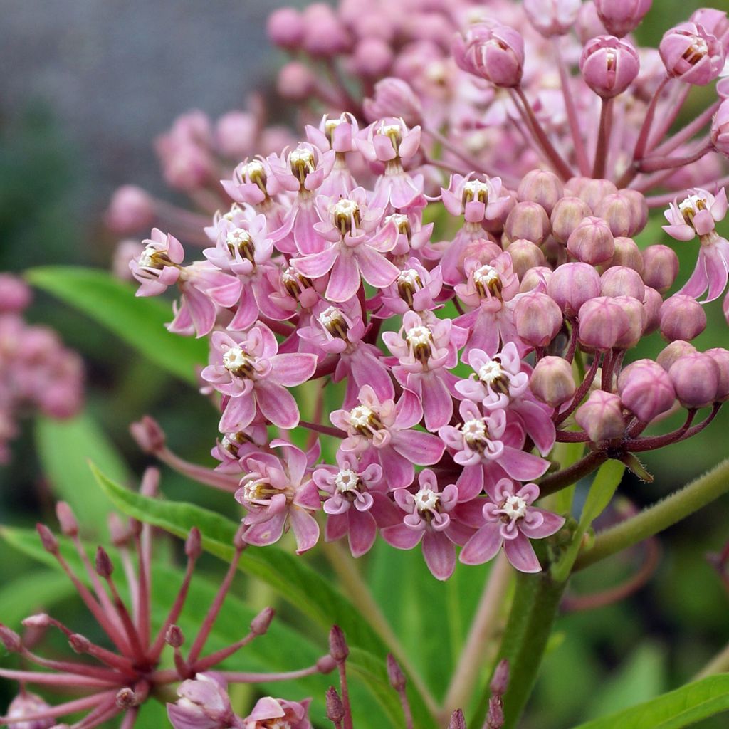 Asclepias incarnata