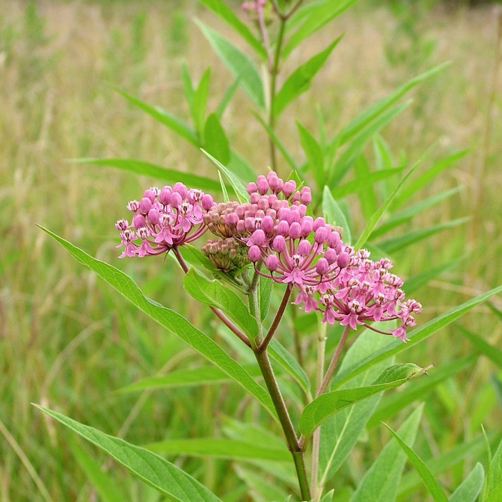 Asclepias incarnata