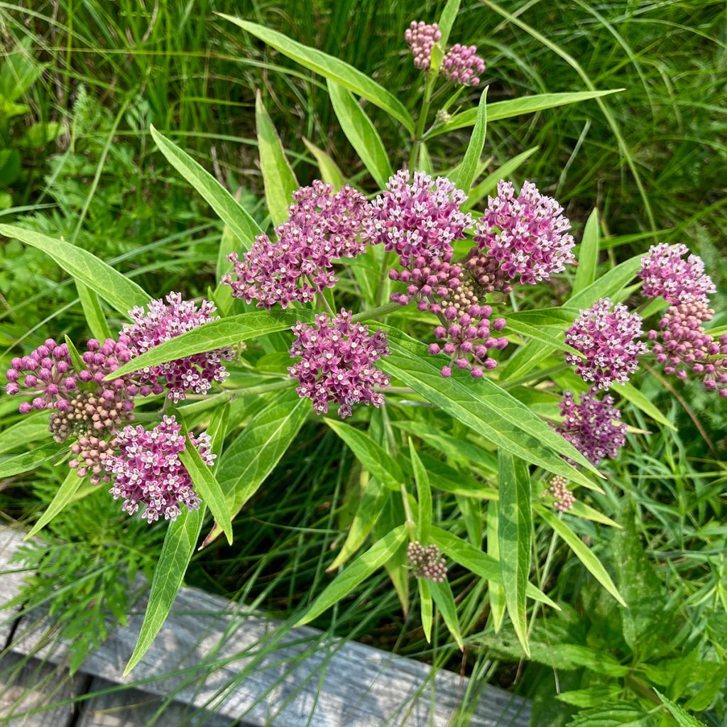 Asclepias incarnata