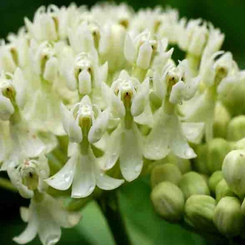 Asclepias incarnata Ice Ballet - Asclépiade