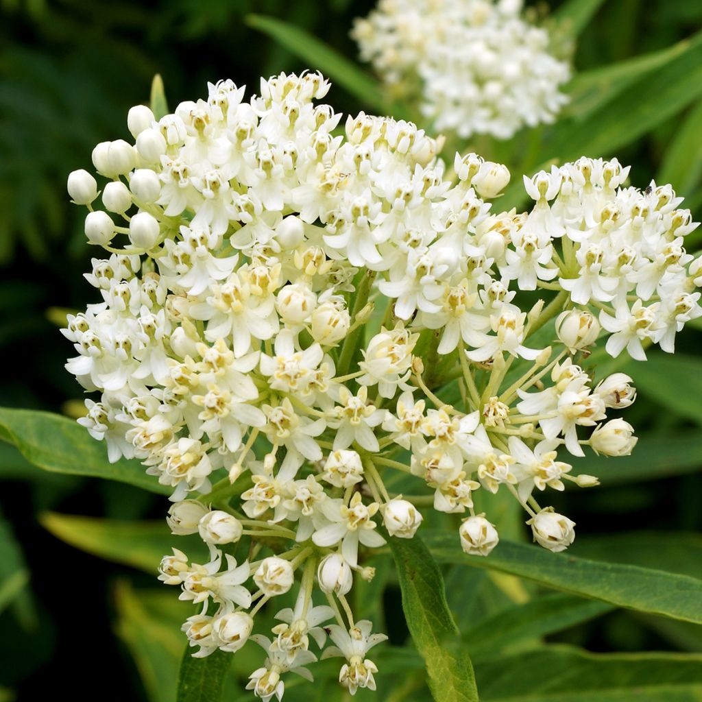 Asclepias incarnata Ice Ballet