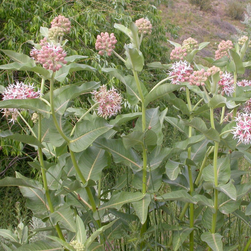 Asclépiade, Asclepias speciosa