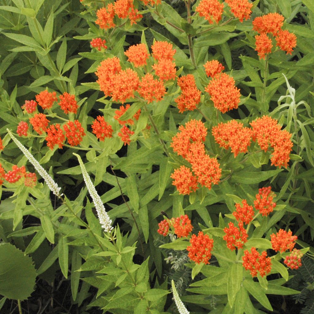 Asclepias tuberosa - Asclépiade tubéreuse